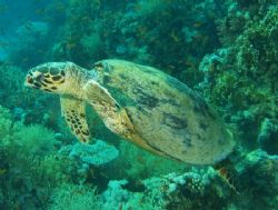 Turtle taken at Yolande Reef, Ras Mohamed Park with Olymp... by Nikki Van Veelen 